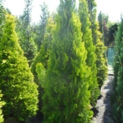 Levensboom (Thuja Orientalis 'Pyramidalis Aurea') 10 Levensboom (Thuja Orientalis 'Pyramidalis Aurea') -Exporteren Tuin Zorgzaam Winkel thuja platycladus orientalis pyramidalis aurea 175 200 250 1