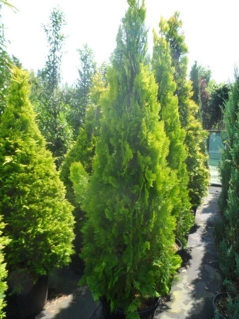 Levensboom (Thuja Orientalis 'Pyramidalis Aurea') 6 Levensboom (Thuja Orientalis 'Pyramidalis Aurea') - Afbeelding 4