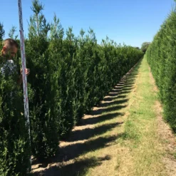 Grote Levensboom (Thuja Plicata 'Atrovirens') -Exporteren Tuin Zorgzaam Winkel thuja plic atrovirens 200250