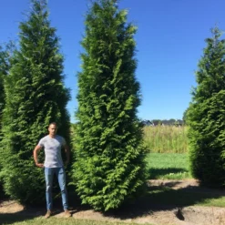 Grote Levensboom (Thuja Plicata 'Atrovirens') -Exporteren Tuin Zorgzaam Winkel thuja plic atrovirens 600700