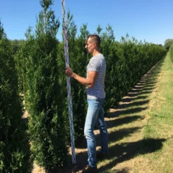 Grote Levensboom (Thuja Plicata 'Atrovirens') -Exporteren Tuin Zorgzaam Winkel thuja plic atrovirnes 250300