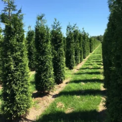 Grote Haagconifeer (Thuja Plicata 'Excelsa') -Exporteren Tuin Zorgzaam Winkel thuja plic excelsa 1