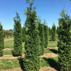 Nieuwe uitgaven -Exporteren Tuin Zorgzaam Winkel thuja plic excelsa 250300