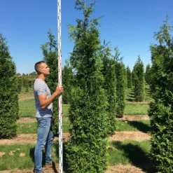 Grote Haagconifeer (Thuja Plicata 'Excelsa')