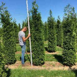 Grote Haagconifeer (Thuja Plicata 'Excelsa') -Exporteren Tuin Zorgzaam Winkel thuja plic excelsa 250300 3 1