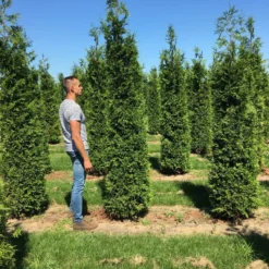 Grote Haagconifeer (Thuja Plicata 'Excelsa') -Exporteren Tuin Zorgzaam Winkel thuja plic excelsa 300350 1
