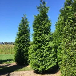 Grote Haagconifeer (Thuja Plicata 'Excelsa') -Exporteren Tuin Zorgzaam Winkel thuja plic excelsa 400450 1
