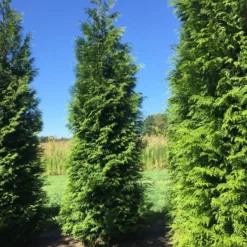 Grote Haagconifeer (Thuja Plicata 'Excelsa') -Exporteren Tuin Zorgzaam Winkel thuja plic excelsa 400450 2 1