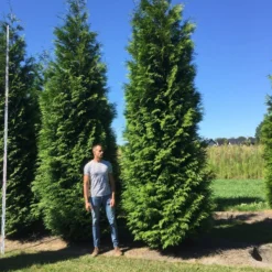 Grote Haagconifeer (Thuja Plicata 'Excelsa') -Exporteren Tuin Zorgzaam Winkel thuja plic excelsa 500550 2