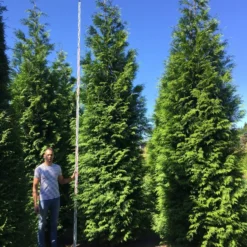 Grote Haagconifeer (Thuja Plicata 'Excelsa') -Exporteren Tuin Zorgzaam Winkel thuja plic excelsa 500550 2 1