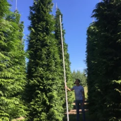 Grote Haagconifeer (Thuja Plicata 'Excelsa') -Exporteren Tuin Zorgzaam Winkel thuja plic excelsa 600700