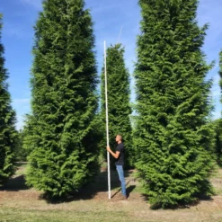 Grote Haagconifeer (Thuja Plicata 'Excelsa') -Exporteren Tuin Zorgzaam Winkel thuja plic excelsa 700800 2