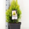 Levensboom (Thuja Plicata '4ever Goldy') -Exporteren Tuin Zorgzaam Winkel thuja plicata 4ever goldy c5 m