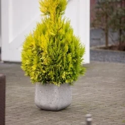 Levensboom (Thuja Plicata '4ever Goldy') -Exporteren Tuin Zorgzaam Winkel thuja plicata 4ever goldy pbr 1