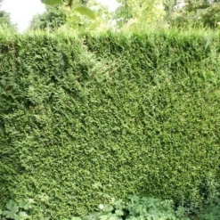 Levensboom (Thuja Plicata 'Atrovirens') -Exporteren Tuin Zorgzaam Winkel thuja plicatum atrovirens 1 1