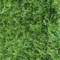 Levensboom (Thuja Plicata 'Atrovirens') -Exporteren Tuin Zorgzaam Winkel thuja plicatum atrovirens 2 1