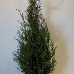 Levensboom (Thuja Plicata 'Atrovirens') -Exporteren Tuin Zorgzaam Winkel thujapatrovirens100 125 1