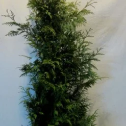 Reuzenlevensboom (Thuja Plicata 'Excelsa') -Exporteren Tuin Zorgzaam Winkel thujapexcelsa150 175 1