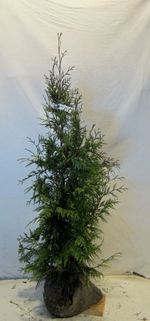 Levensboom (Thuja Plicata 'Martin') 15 Levensboom (Thuja Plicata 'Martin') - Afbeelding 13