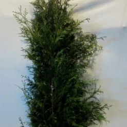 Levensboom (Thuja Plicata 'Martin') -Exporteren Tuin Zorgzaam Winkel thujapmartin125 150 1