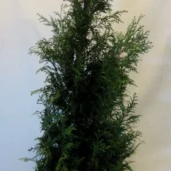 Levensboom (Thuja Plicata 'Martin') -Exporteren Tuin Zorgzaam Winkel thujapmartin150 175 1