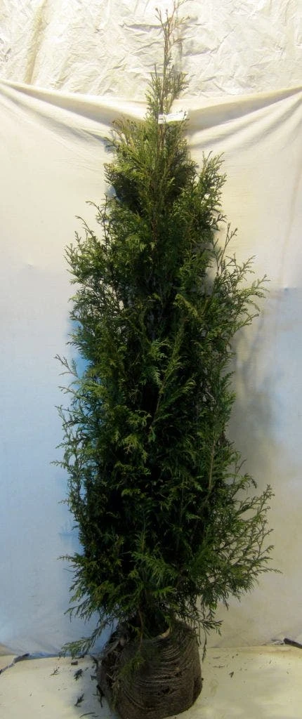 Levensboom (Thuja Plicata 'Martin') 18 Levensboom (Thuja Plicata 'Martin') - Afbeelding 16