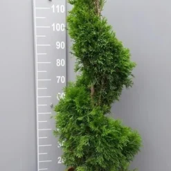 Conifeer Als Spiraal (Thuja Occidentalis 'Smaragd') -Exporteren Tuin Zorgzaam Winkel thujasmaragdspiraal01