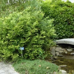 Thujopsis (Thujopsis Dolabrata) -Exporteren Tuin Zorgzaam Winkel thujopsis dolabrata