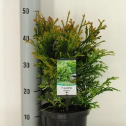 Thujopsis (Thujopsis Dolabrata) -Exporteren Tuin Zorgzaam Winkel thujopsis dolobrata winter c3 m