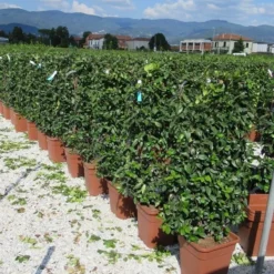 Toscaanse Jasmijn Als Leivorm(Trachelospernum Jasminoides) -Exporteren Tuin Zorgzaam Winkel trachelospermum jasminoides 52x110 leivorm