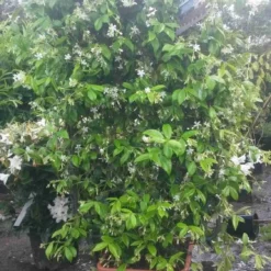 Toscaanse Jasmijn Als Leivorm(Trachelospernum Jasminoides) -Exporteren Tuin Zorgzaam Winkel trachelospernum jasm. leivorm 100125 2