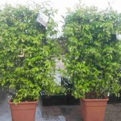 Toscaanse Jasmijn Als Leivorm(Trachelospernum Jasminoides) -Exporteren Tuin Zorgzaam Winkel trachelospernum jasm. leivorm 100125 3
