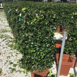 Toscaanse Jasmijn Als Leivorm(Trachelospernum Jasminoides) -Exporteren Tuin Zorgzaam Winkel trachelospernum jasminoides 90x50 cm