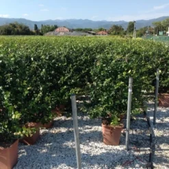 Toscaanse Jasmijn Als Leivorm(Trachelospernum Jasminoides) -Exporteren Tuin Zorgzaam Winkel trachelospernum jasminoides lage leivorm