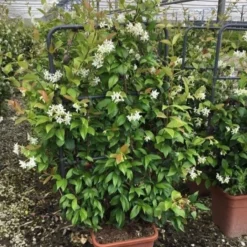 Toscaanse Jasmijn Als Leivorm(Trachelospernum Jasminoides) -Exporteren Tuin Zorgzaam Winkel trachelospernum jasminoides lage leivorm met bloem
