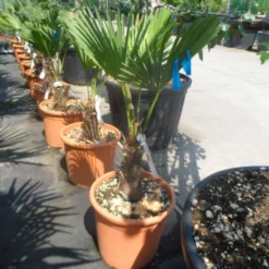 Winterharde Palm (Trachycarpus Wagnerianus) -Exporteren Tuin Zorgzaam Winkel trachycarpus wagnerianum 30stam c25