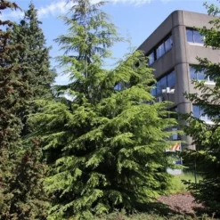 Westelijke Hemlockspar (Tsuga Heterophylla) -Exporteren Tuin Zorgzaam Winkel tsuga heterophylla