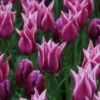 Tulp (Tulipa 'Ballade') -Exporteren Tuin Zorgzaam Winkel tulipa ballade met purpleflag 1