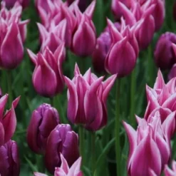Tulp (Tulipa 'Ballade')