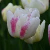 Tulp (Tulipa 'Double Shake') -Exporteren Tuin Zorgzaam Winkel tulipa double shake 4