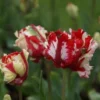 Tulp (Tulipa 'Estella Rijnveld, Parkiet') -Exporteren Tuin Zorgzaam Winkel tulipa estellarijnveld 2 1
