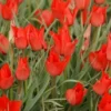 Tulp (Tulipa Linifolia) -Exporteren Tuin Zorgzaam Winkel tulipa linifolia 5 1