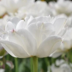 Exporteren Tuin Zorgzaam Winkel -Exporteren Tuin Zorgzaam Winkel tulipa mounttacoma1 1