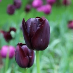 Exporteren Tuin Zorgzaam Winkel 36 Tulp (Tulipa 'Queen Of Night, Enkel Laat')