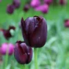 Tulp (Tulipa 'Queen Of Night, Enkel Laat') -Exporteren Tuin Zorgzaam Winkel tulipa queenofnight25