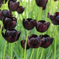 Exporteren Tuin Zorgzaam Winkel -Exporteren Tuin Zorgzaam Winkel tulipa queenofnight 12 1 1