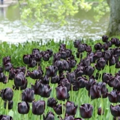 Tulp (Tulipa 'Queen Of Night, Enkel Laat') -Exporteren Tuin Zorgzaam Winkel tulipa queenofnight 15