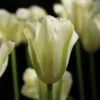 Tulp (Tulipa 'Spring Green', Viridiflora) -Exporteren Tuin Zorgzaam Winkel tulipa springgreen 10
