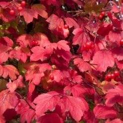 Gelderse Roos (Viburnum Opulus) -Exporteren Tuin Zorgzaam Winkel vaem08760