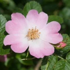 Ondoordringbare Haag, Hoog -Exporteren Tuin Zorgzaam Winkel vaem09210